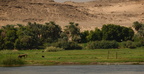 agriculture along nile river 8363 7nov23