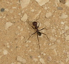 ant at bent pyramid dahshur saqqara 7562 2nov23