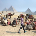 camels at giza 7390 31oct23zac