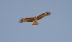 41 common buzzard buteo buteo aswan 8172 6nov23zac