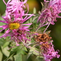new england aster symphyotrichum novae-angliae grant park 7138 7oct23