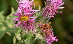 new england aster symphyotrichum novae-angliae grant park 7138 7oct23