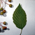 korean mountain ash alniaria alnifolia aldi 7300 13oct23za