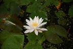 water lilly bradley outdoor sculpture 5755 11jul23