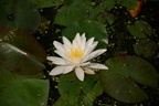 water lilly bradley outdoor sculpture 5756 11jul23