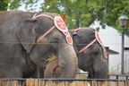 elephant circus world museum baraboo 6000 13jul23