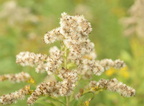 tall goldenrod solidago gigantea farm 6992 8sep23