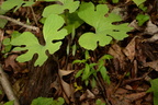 bloodroot sanguinaria canadensis george thompson 3917 1may23