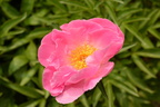 peony boerner botanical garden 4858 4jun23