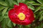 peony boerner botanical garden 4876 4jun23