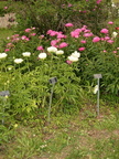 weeds boerner botanical garden 4894 4jun23