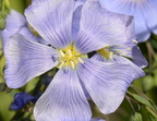 lewiss flax linum lewisii untermyer yonkers 4684 6may23