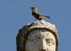 mockingbird mimus polyglottos untermyer yonkers 4573 6may23