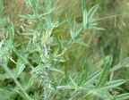 bull thistle cirsium vulgare farm 2439 4jun24
