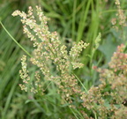 field sorrel rumex acetosella farm 2432 4jun24