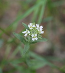 hoary alyssum berteroa incana farm 2405 4jun24