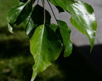 bradford pear 2379 31may24