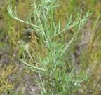 spreading knapweed centaurea diffusa farm 2550 14jun24