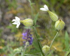 white campion silene latifolia farm 2536 14jun24