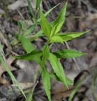 tall goldenrod solidago gigantea farm 2612 14jun24