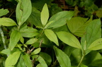 gray dogwood cornus foemina farm 2802 10jul24