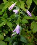 creeping bellflower campanula rapunculoides farm 2795 10jul24