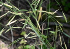 hungarian brome bromus inermis farm 2804 10jul24