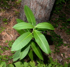 purple milkweed asclepias purpurascens farm 2798 10jul24