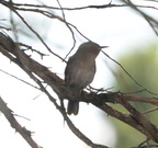 house wren troglodytes aedon farm 2788 10jul24