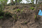 river bank dupinga river gabaldon nueva ecija 0088 30jan24