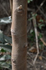 indian charcoal tree trema orientale dupinga river gabaldon nueva ecija 0090 30jan24