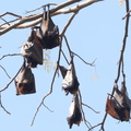 fox bat acerodon jubatus cubi point 0810 5feb24