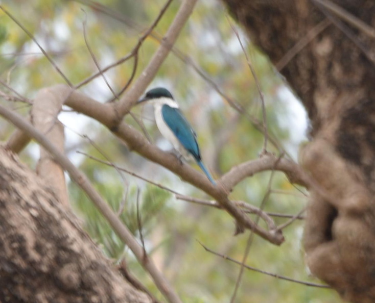 collared_kingfisher_todiramphus_chloris_cubi_point_0795_5feb24.jpg