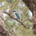collared kingfisher todiramphus chloris cubi point 0795 5feb24