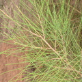 beach sheoak casuarina equisetifolia cubi point 0783 5feb24