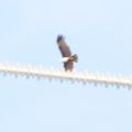brahminy kite haliastur indus cubi point 0993 5feb24