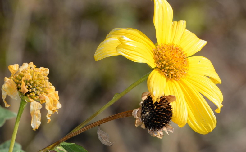 wild_sunflower_tithonia_diversifolia_malico_pangasinan_1069_7feb24.jpg