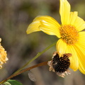 wild sunflower tithonia diversifolia malico pangasinan 1069 7feb24