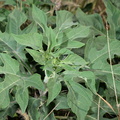 wild sunflower tithonia diversifolia malico pangasinan 1065 7feb24