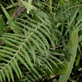 thelypteris glanduligera malico pangasinan 1105 7feb24