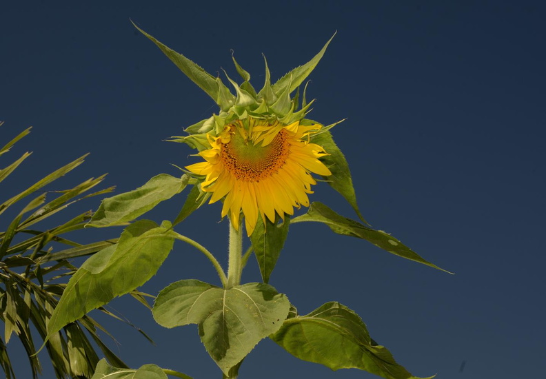 sunflower_tayug_eco_park_santa_maria_pangasinan_1199_7feb24.jpg