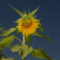 sunflower tayug eco park santa maria pangasinan 1199 7feb24
