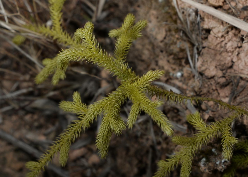 staghorn_clubmoss_lycopodiella_cernua_malico_pangasinan_1098_7feb24.jpg