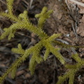 staghorn clubmoss lycopodiella cernua malico pangasinan 1098 7feb24