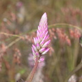 silver cockscomb celosia argentea malico pangasinan 1061 7feb24