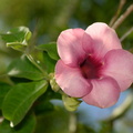 purple allamanda allamanda blanchetii tayug eco park santa maria pangasinan 1306 7feb24