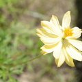 orange cosmos cosmos sulphureus tayug eco park santa maria pangasinan 1286 7feb24