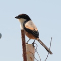 long tailed shrike lanius schach tayug eco park santa maria pangasinan 1259 7feb24