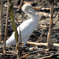 intermediate egret egretta intermedia tayug eco park santa maria pangasinan 1318 7feb24