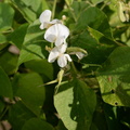 hyacinth bean lablab purpureus malico pangasinan 1074 7feb24